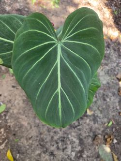 Philodendron Gloriosum.