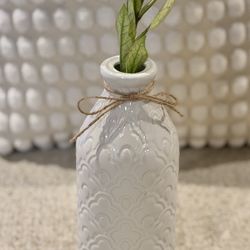 Chameleon Zz Plant Rooting In White Ceramic Vase