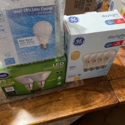 Light Bulbs 