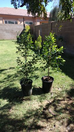 Ficus tree