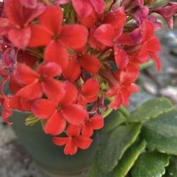 1 Gallon Pot Succulent Plant - Kalanchoe Crenata Red - Neverdie - Rooted & Established - Drought Resistant- Indoor / Outdoor plant 🌸