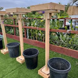  DRAGON  FRUIT TRELLIS 