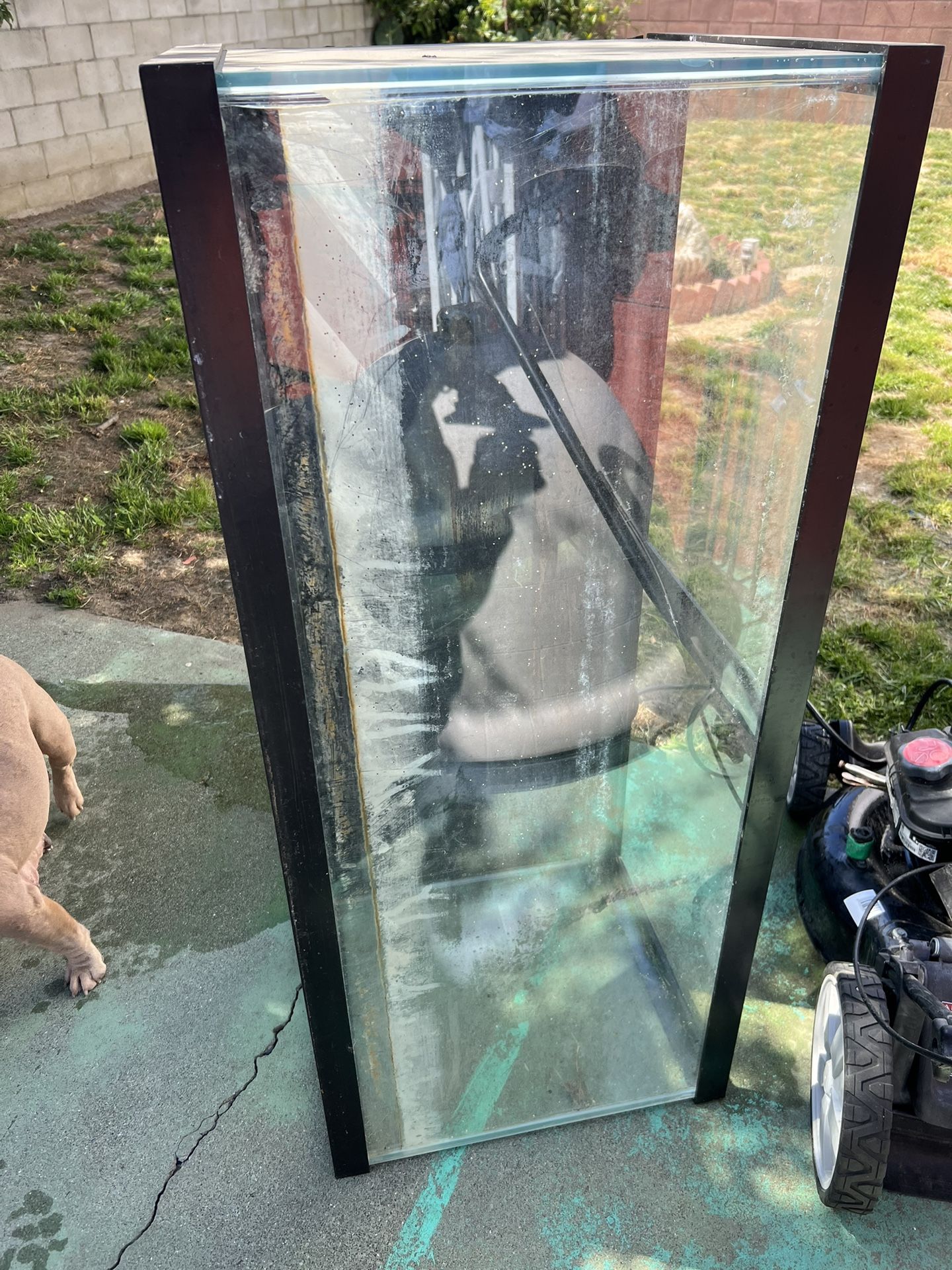 Fish Tank