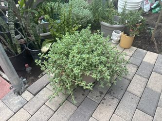 Large Ice Plant