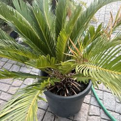 Sago Palm