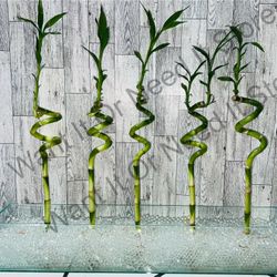 14" Spiral Luck Bamboo Plants For Office, Fish Tank, Aquarium ($2 Each)