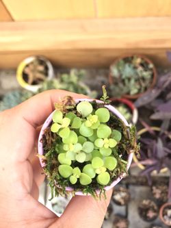 Sedum Succulent