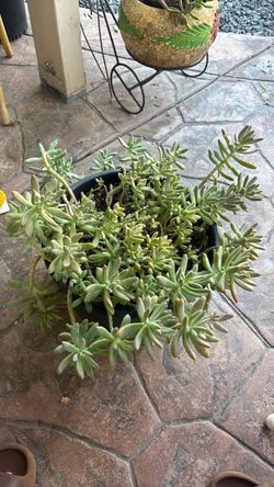 FRANCHESCO BALDI SEDUM