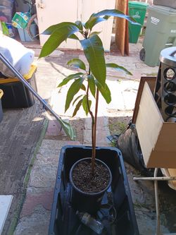 Mango