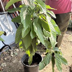 Fruit Trees