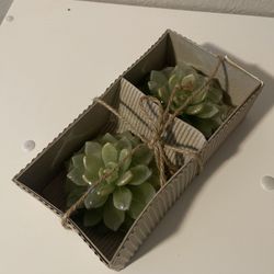 Set Of  Small Green Echeveria Succulent Plant Candles, Home Decor