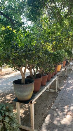 Jade plant
