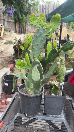 Nopal comestible