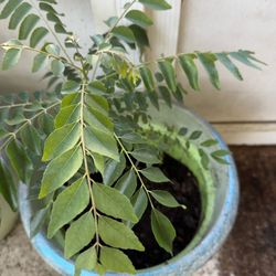 Curry Leaf Plant & Planter 15$