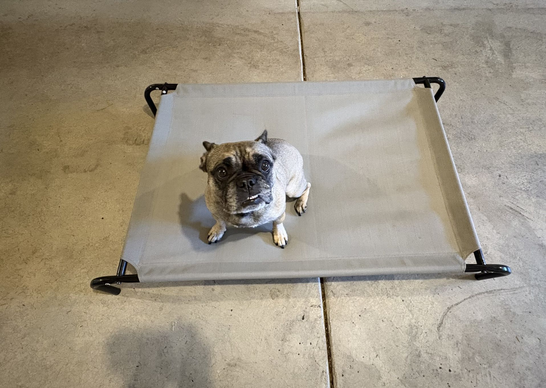 Large Dog Cot Great for Camping (Dog Not Included)
