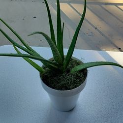 Aloe vera plant with decorated pot/ see discription 👍👍