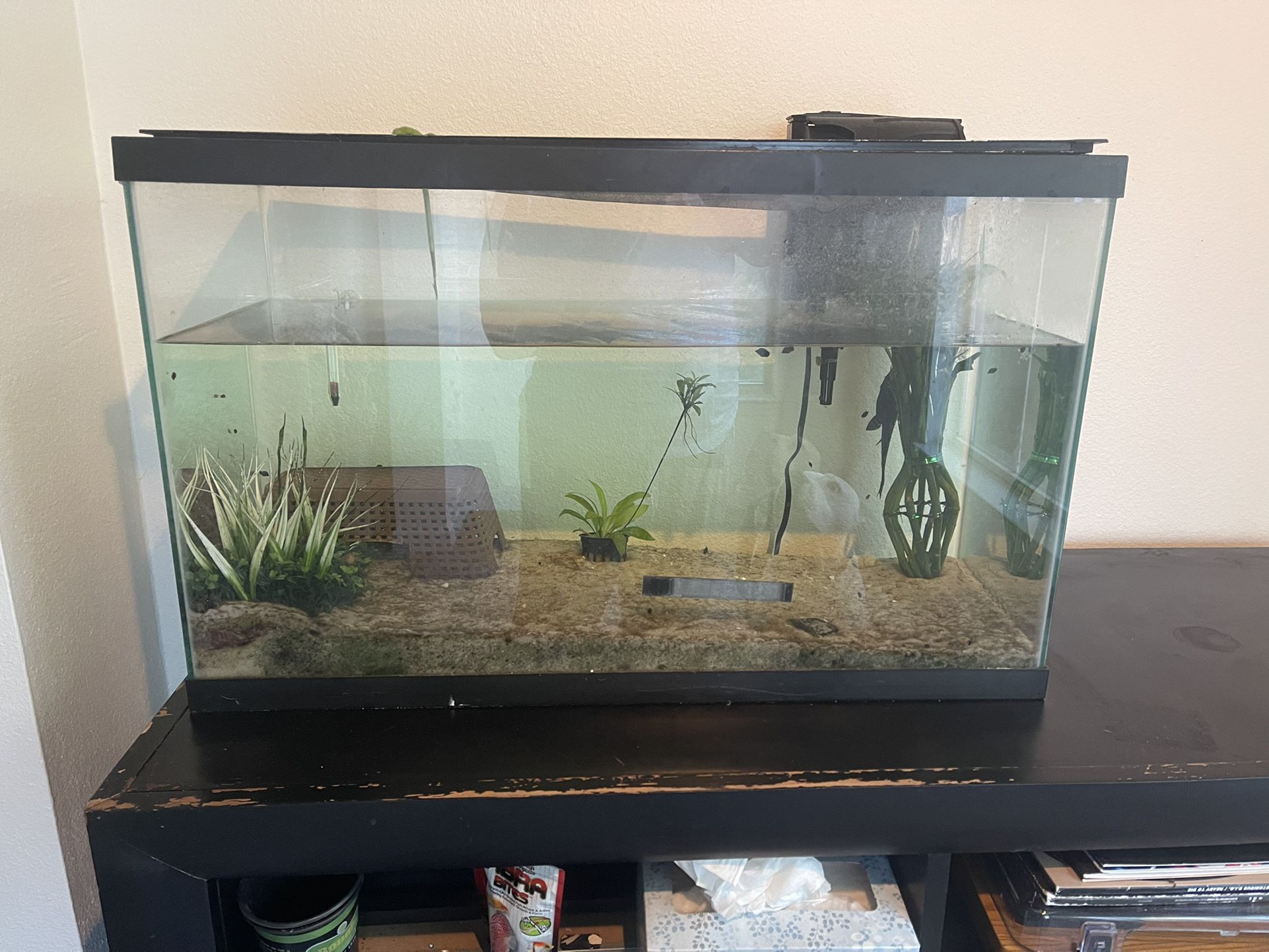 30 Gallon Fish Tank With Natural Sand Plants Fish And Filter