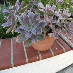 Encheveria Succulent Plant In 3 Gallan Pot 