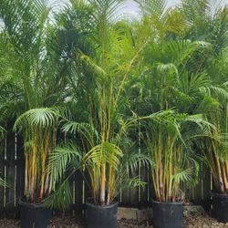 Spectacular Arecas Palms For Inmediate Privacy!!! About 9 Feet Tall! Fertilized 