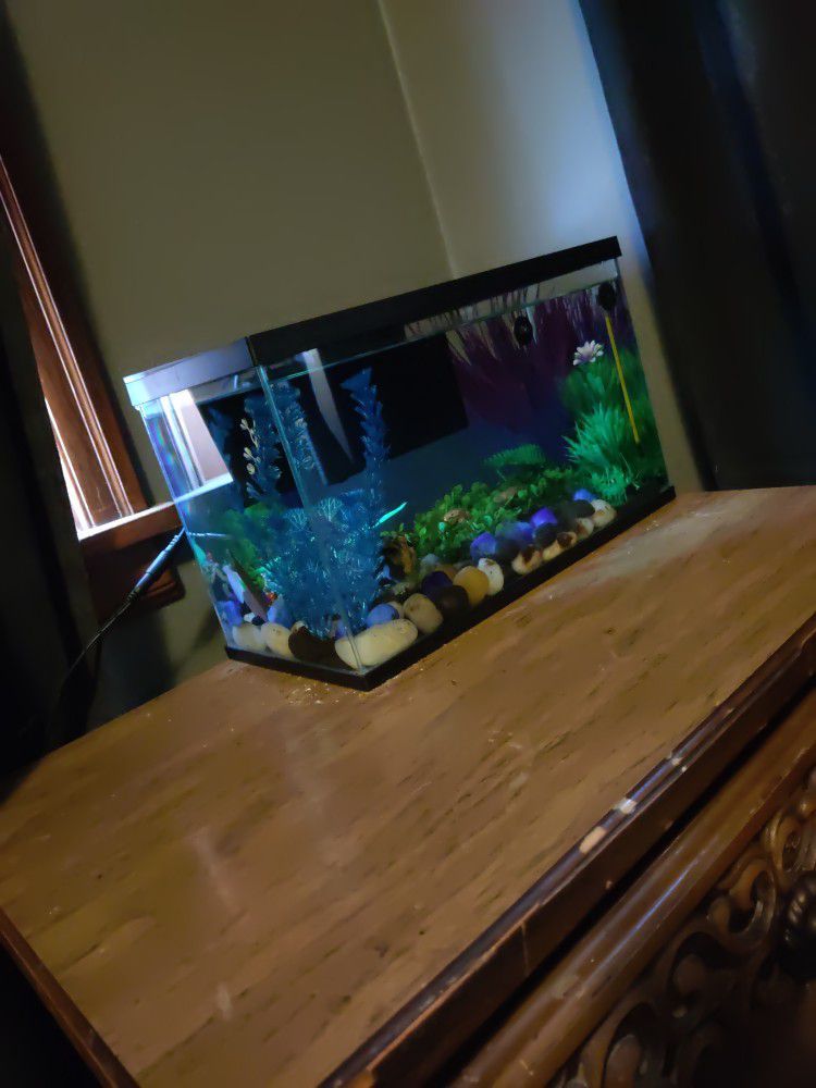 mini fish tank with aquarium accessories (seen inside the tank) 