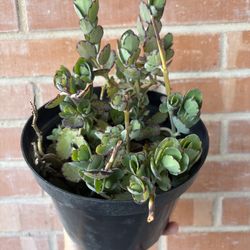 Kalanchoe Variety in Nursery Pot