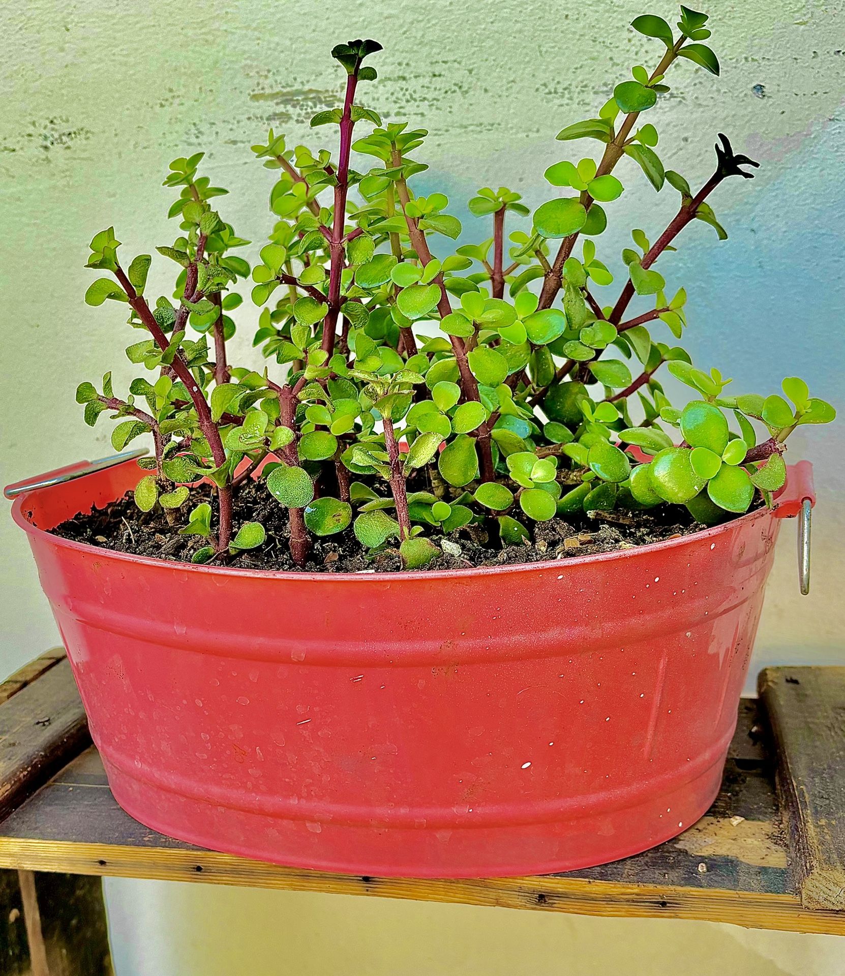 Elephant food plant