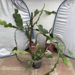 Fishbone cactus Plant