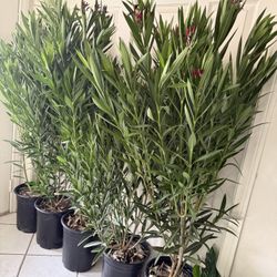 ❤️Almost 5’ feet tall❤️SUPER HEALTHY❤️Red Oleander 12” nursery pot(GREAT FOR FENCING or Covering 