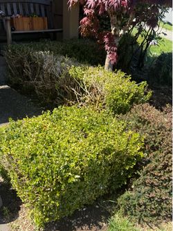 Boxwood Hedging