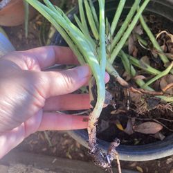 FREE ALOE VERA PLANTS