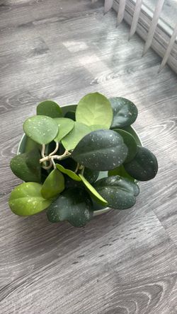 Hoya obtavia cuttings (trimmed mother plant)