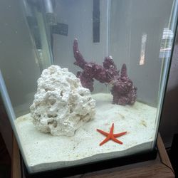 Salt Water Fish Tank