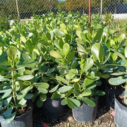 Clusia Privacy Hedge Plants 3gl $4..50🪴🪴