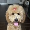 Gio