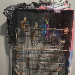 Bird- Cage