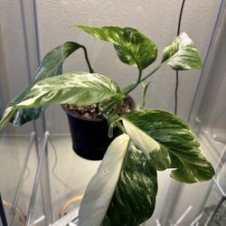 Monstera Lechleriana Plus Monstera  Thai Constellation 