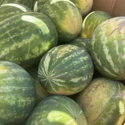 Sweet Seedless Juicy Watermelons 🍉 