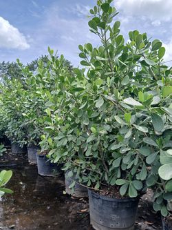 Clusia hedges 25gl 6.5-7'ft🏡$95