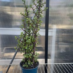 Elephant Bush Succulent 