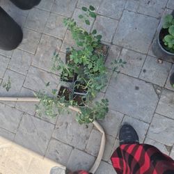 Tomato Plants Read Description 