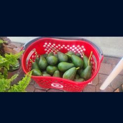 Avocados  $10 = 15 🥑's