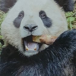 Seeking Two Zoo Tickets (Disabled Vet & Caregiver)