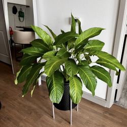 Peace Lily Plants