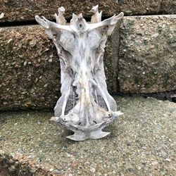 Catfish Backbone For Fish Tank 