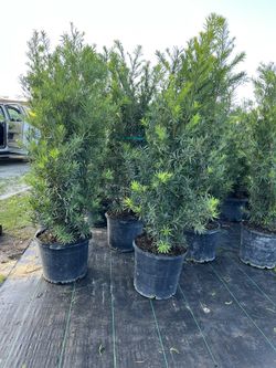 Podocarpus 