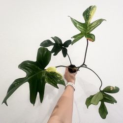 Philodendron Florida Beauty 