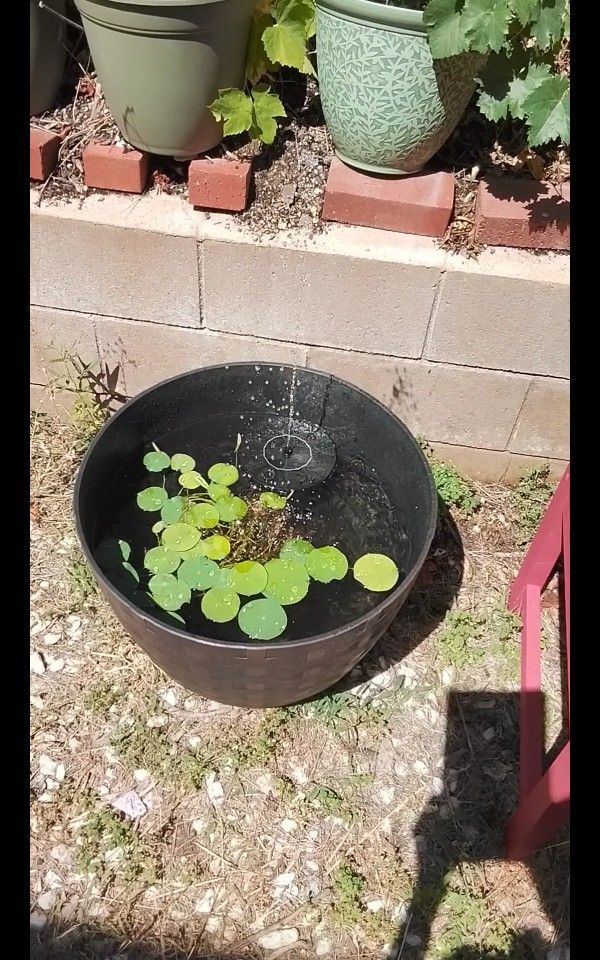 Tutorial Video On Making A Zen Pond In Two Weeks Under $50, DIGITAL DELIVERY.