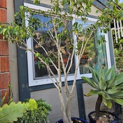 🌿6.5ft Ficus Bonsai Tree in Premium Ceramic Planter – Statement Piece 