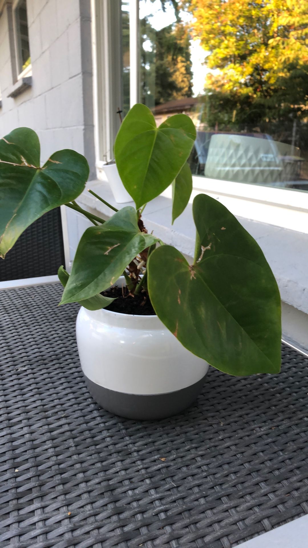 Indoor Plant