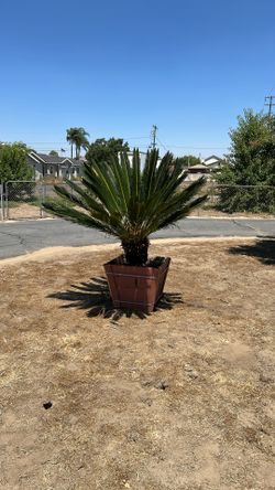 Sago Palm Trees